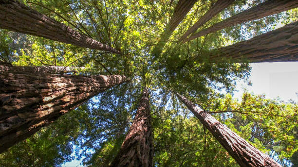 Best Tree Disease Treatment  in Perryton, TX