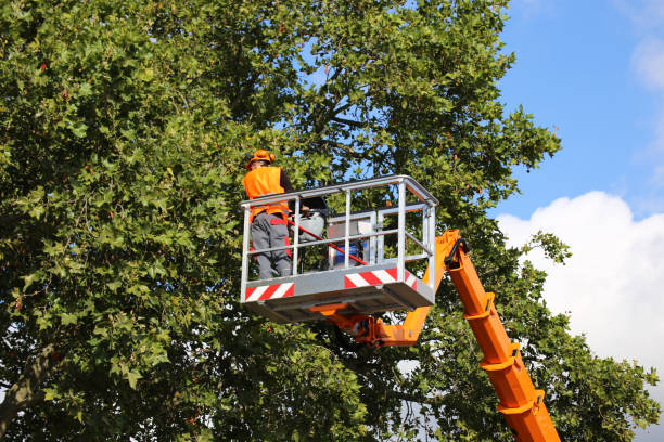 How Our Tree Care Process Works  in  Perryton, TX