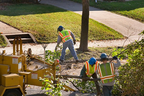 Best Stump Grinding and Removal  in Perryton, TX